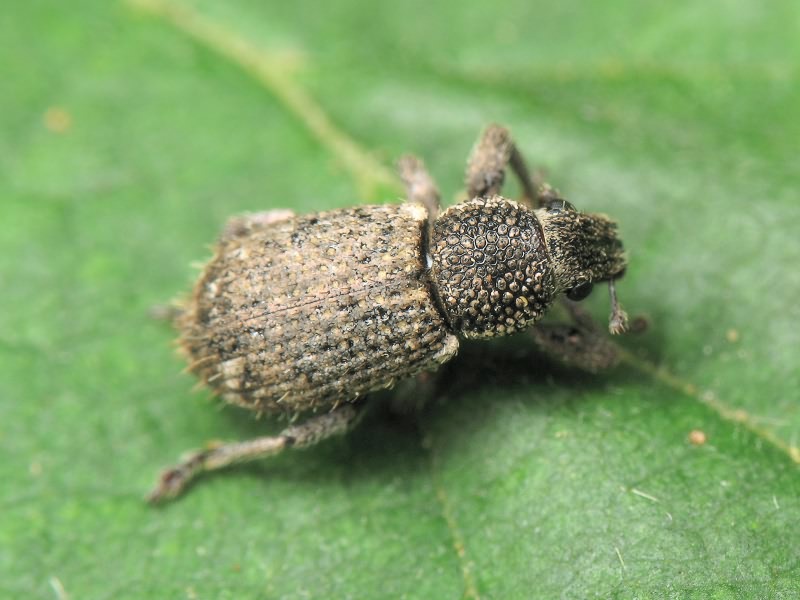 Mesagroicus pilifer Boh. in Schoenh., 1833